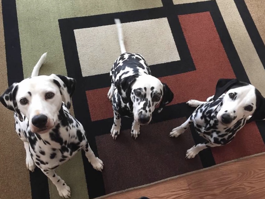 Dalmatian dogs